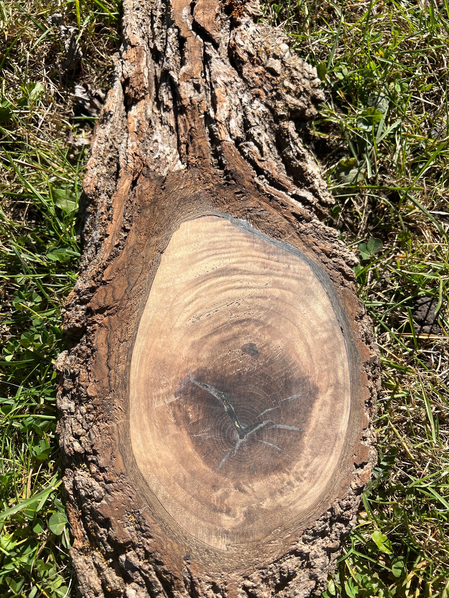 Live Edge Custom