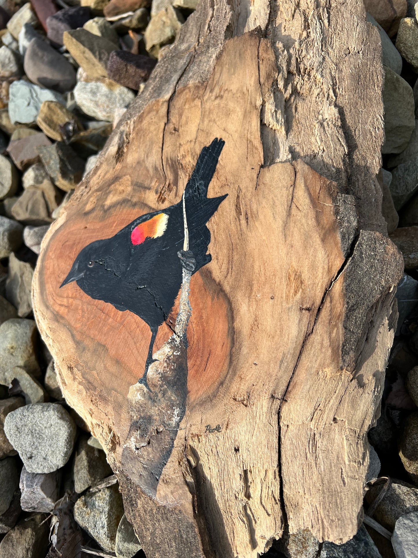 Hand Painted Red Winged Blackbird Live Edge