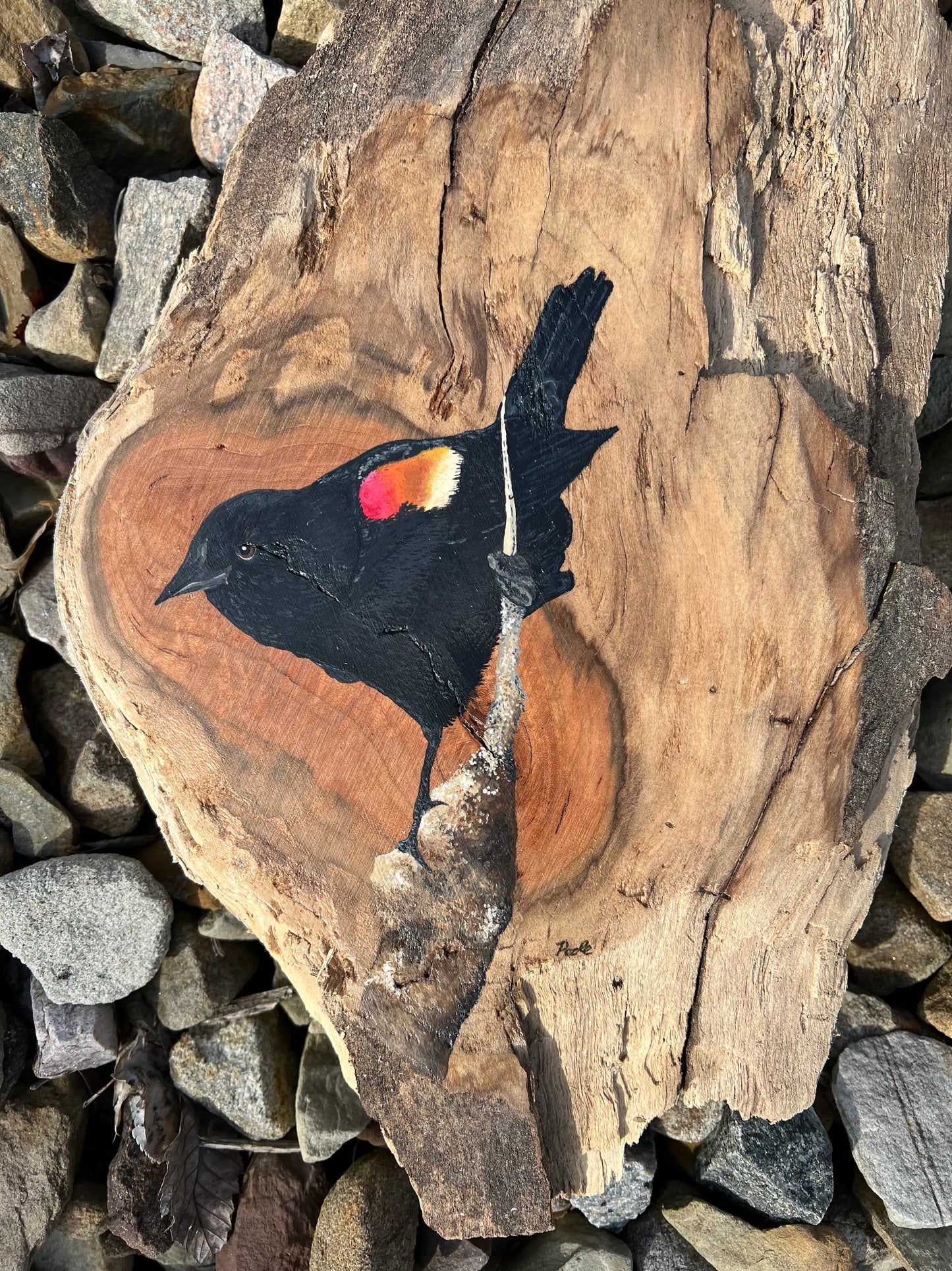 Hand Painted Red Winged Blackbird Live Edge