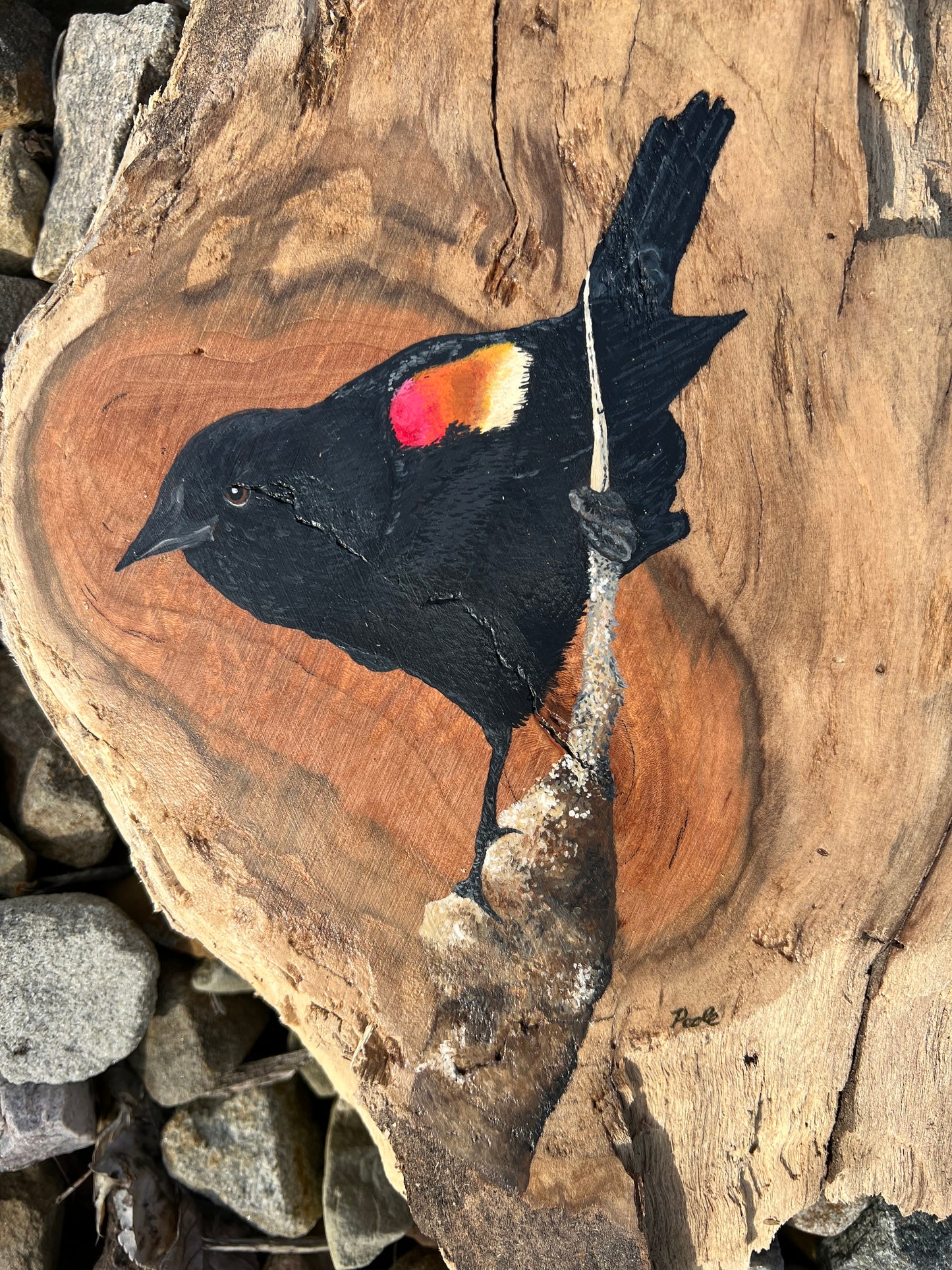 Hand Painted Red Winged Blackbird Live Edge