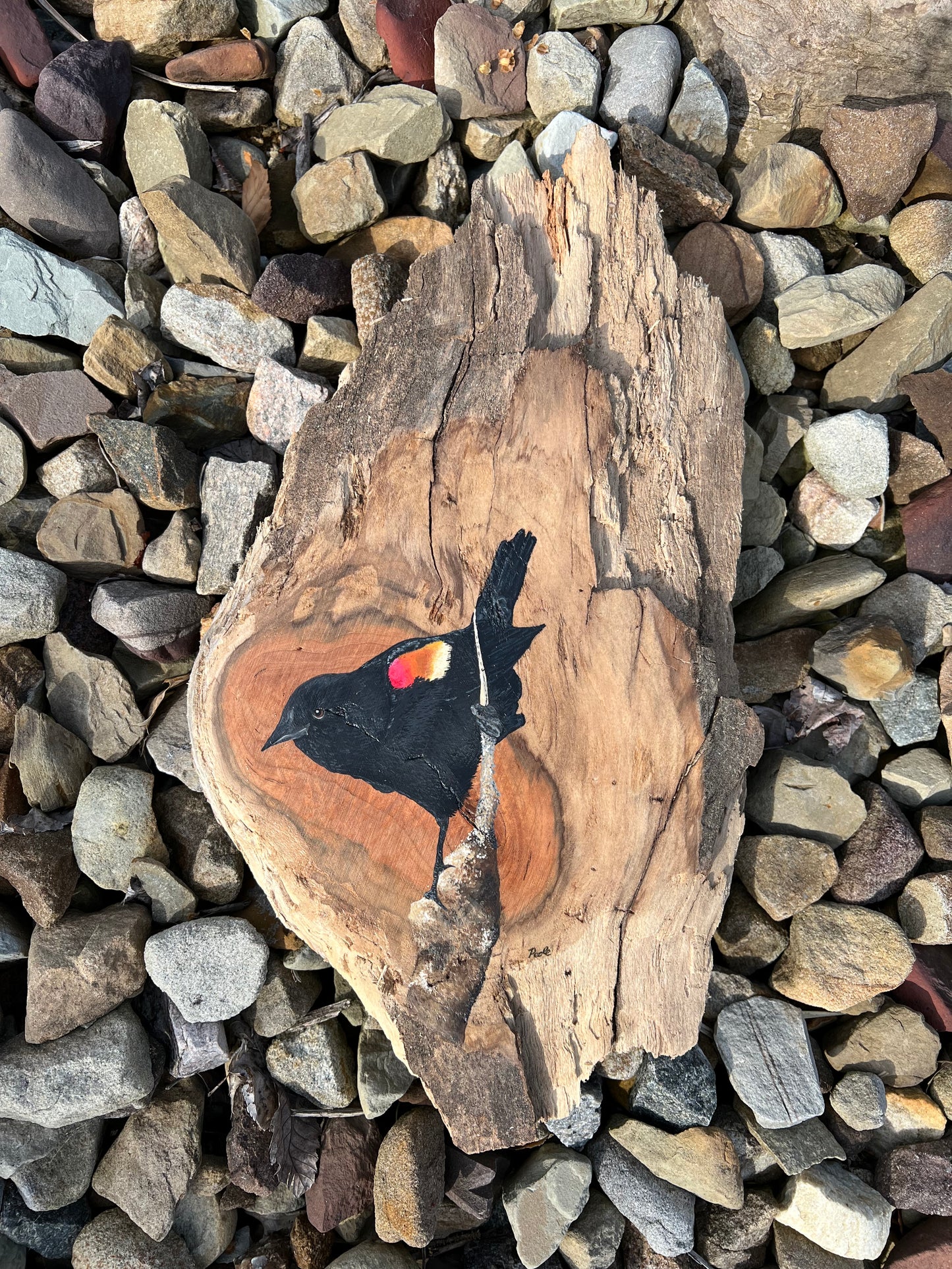 Hand Painted Red Winged Blackbird Live Edge