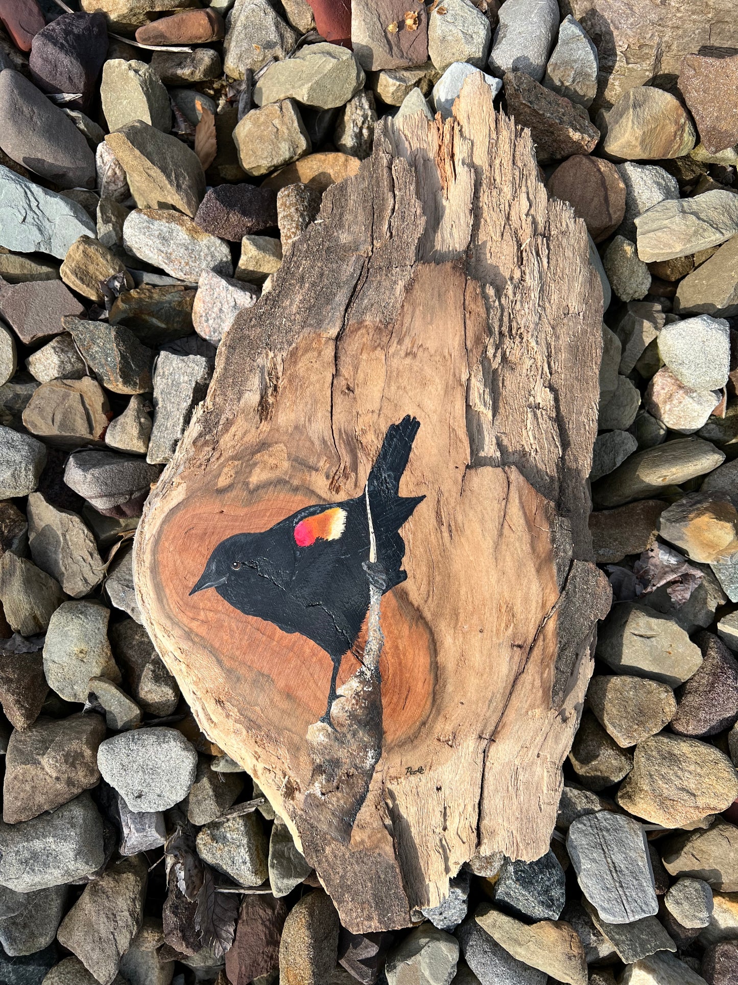 Hand Painted Red Winged Blackbird Live Edge